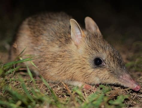 bandicoot