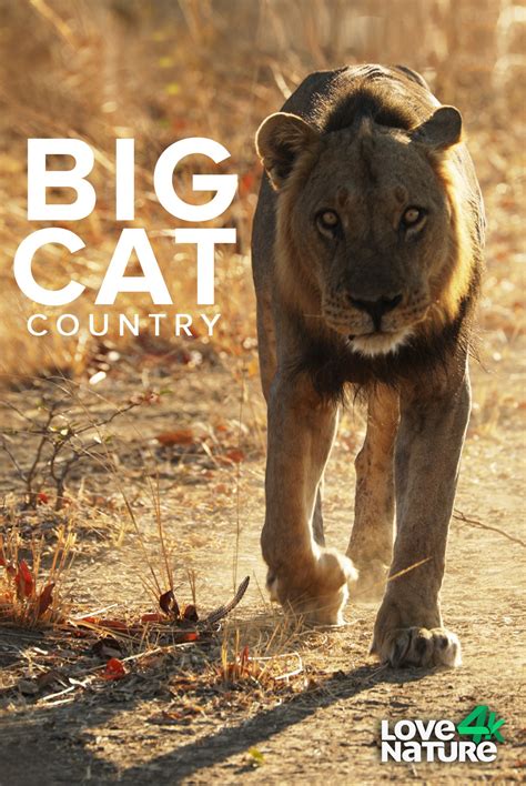 bigcatcounty