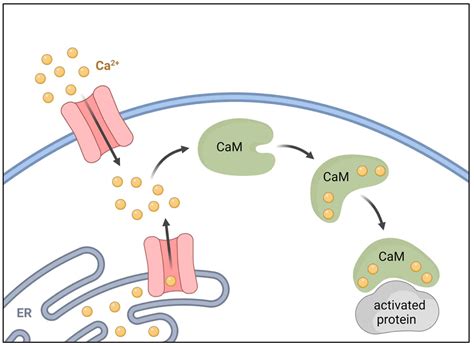 ca2+