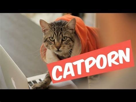 catporn