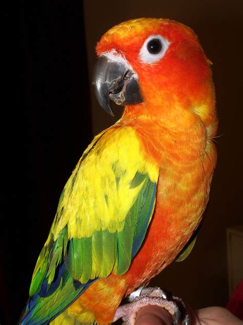 conure