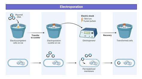 electroporation