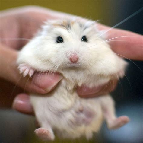 hamsterlivex