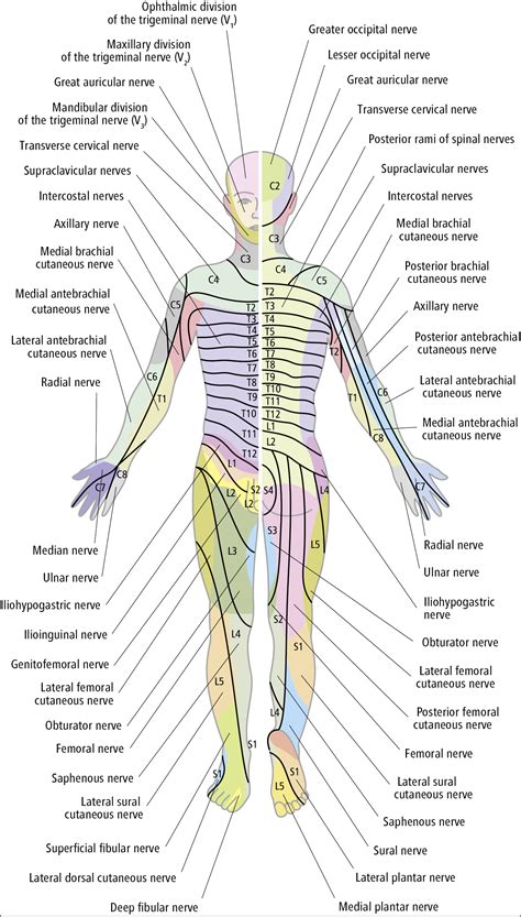 innervation