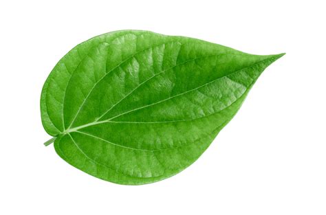 leaf.png