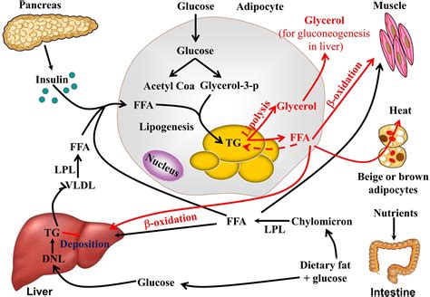 lipolysis