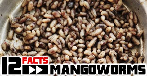 mangoworms