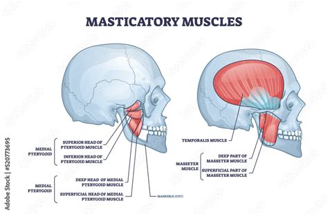 masticatory