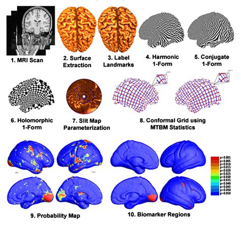 morphometry