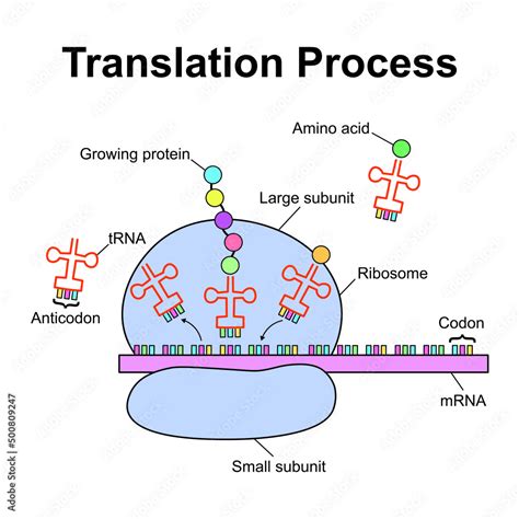 nslatin