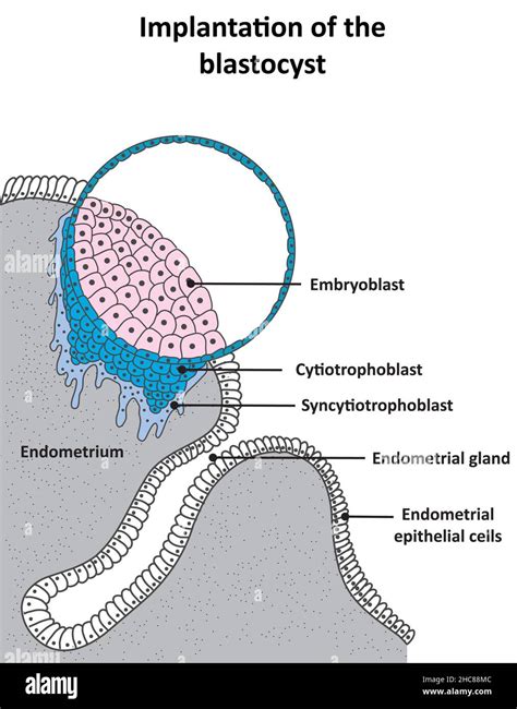 syncytiotrophoblast